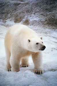 Klikni pro èlánek Klimatické zmìny ohrožují lední medvìdy v Arktidì!